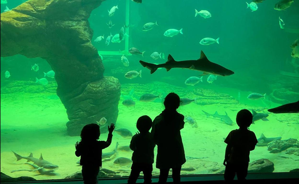 Niños en el acuario del museo Marítimo. 