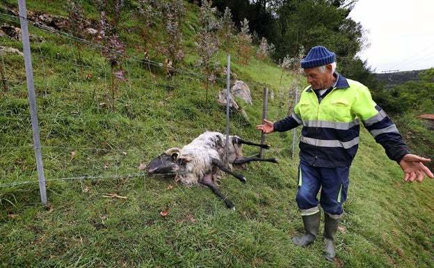 Miguel Izaguirre con una de las ovejas que fue atacada por el lobo. 