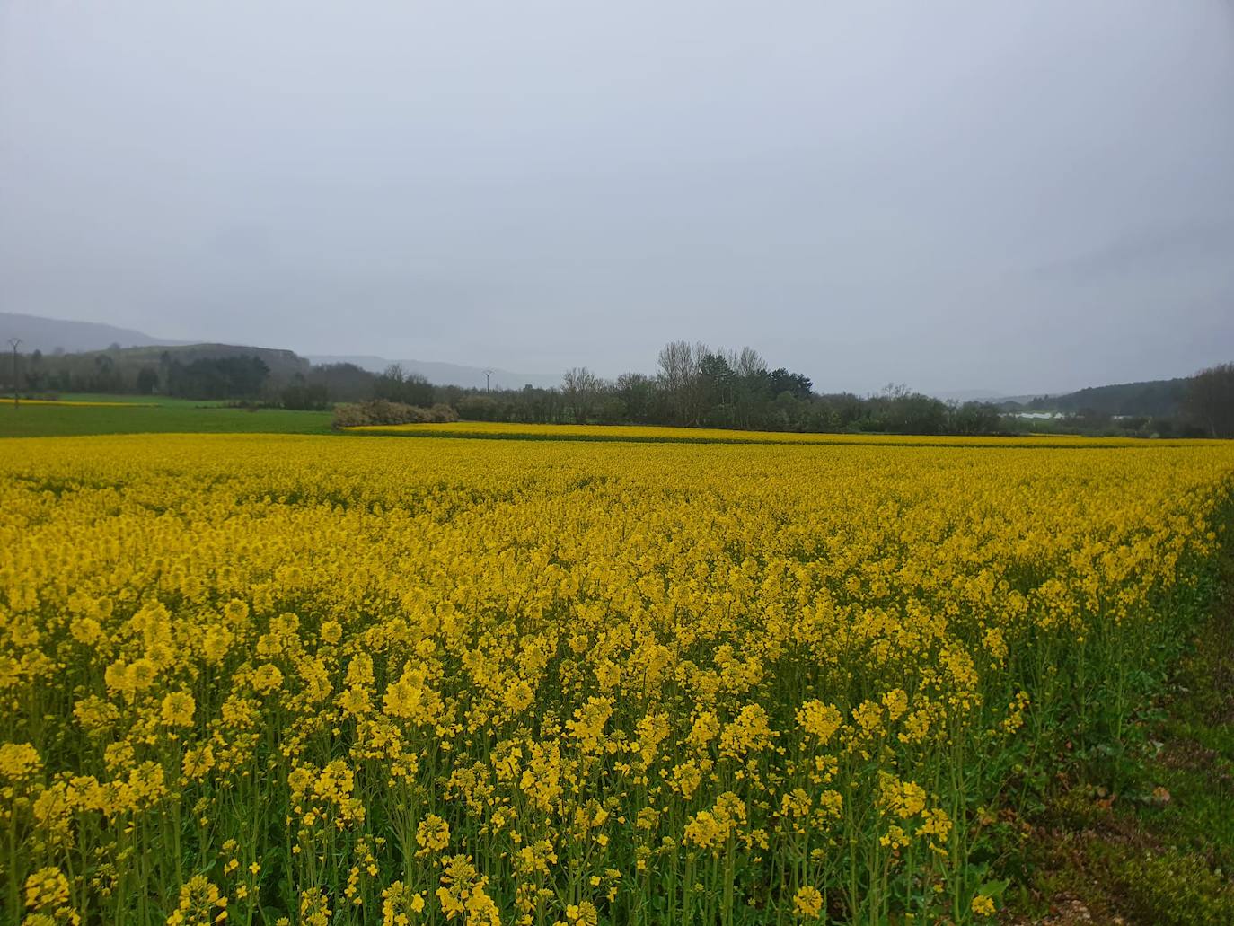 Fotos: Los campos de oro de Valderredible