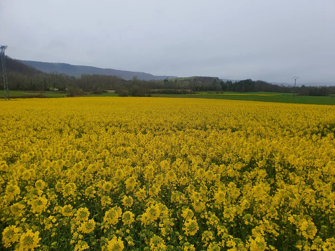 Fotos: Los campos de oro de Valderredible