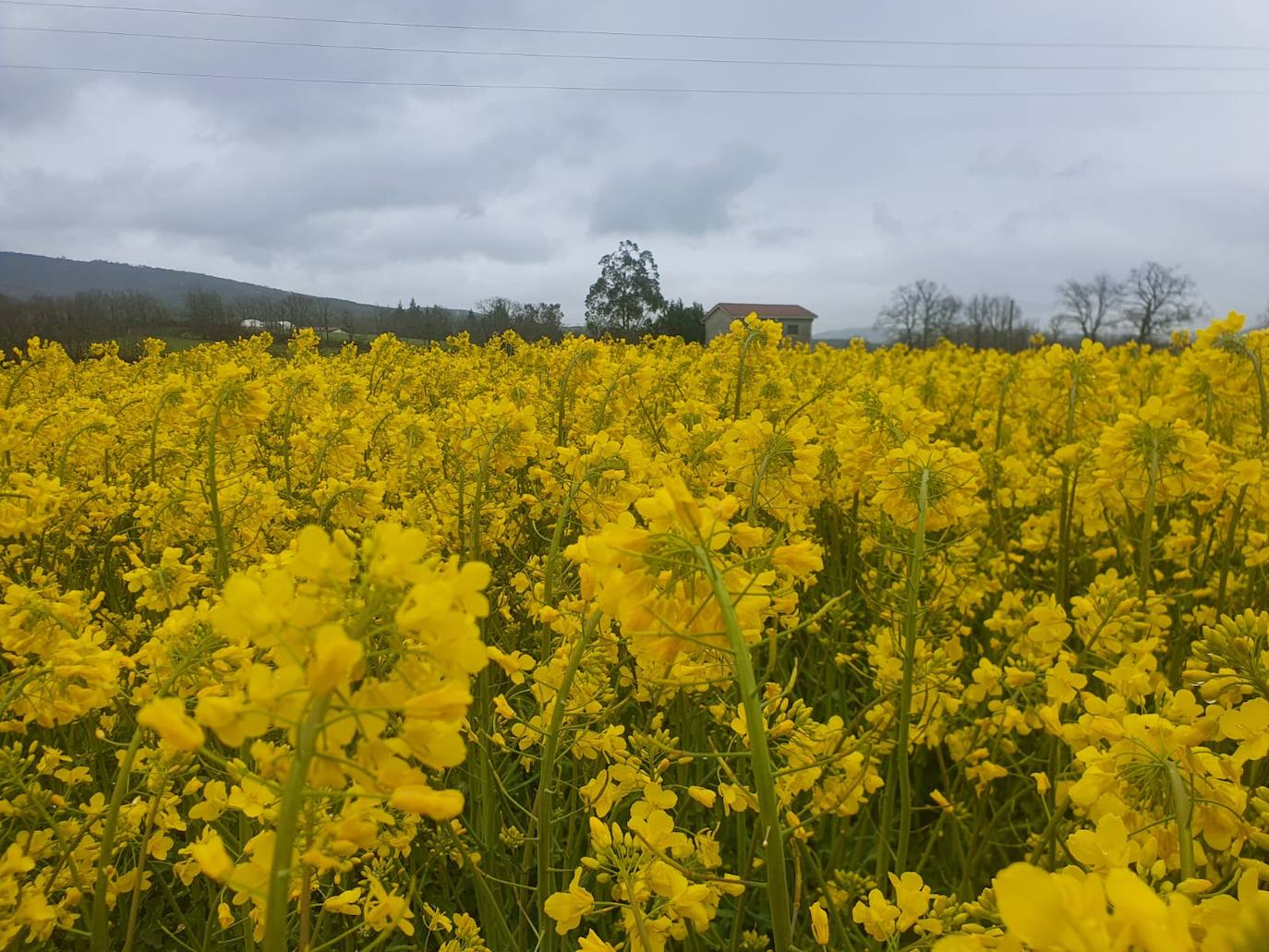 Fotos: Los campos de oro de Valderredible