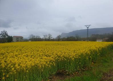 Imagen secundaria 1 - Campos de colza de Valderredible, lugar de peregrinaje para instagramers