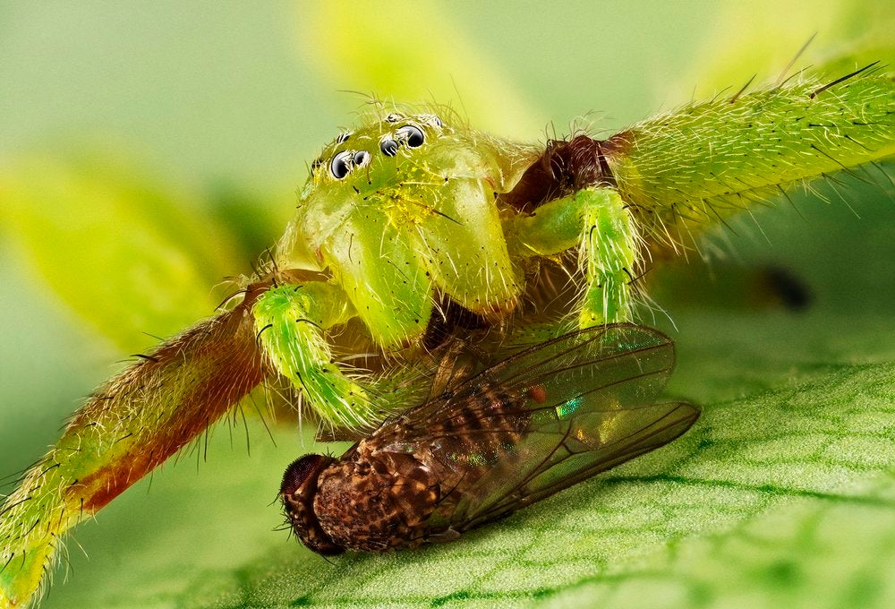 Te mostramos las imágenes ganadoras y finalistas del Nature Photographer of the Year, uno de los concursos de fotografía de naturaleza más importantes del planeta.