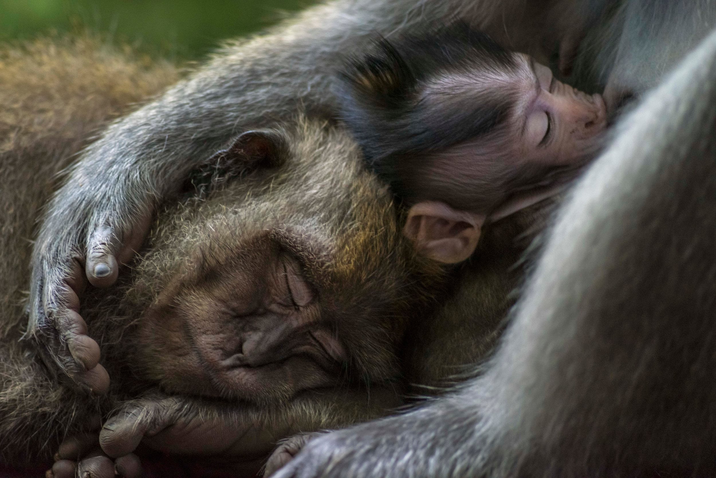 Te mostramos las imágenes ganadoras y finalistas del Nature Photographer of the Year, uno de los concursos de fotografía de naturaleza más importantes del planeta.