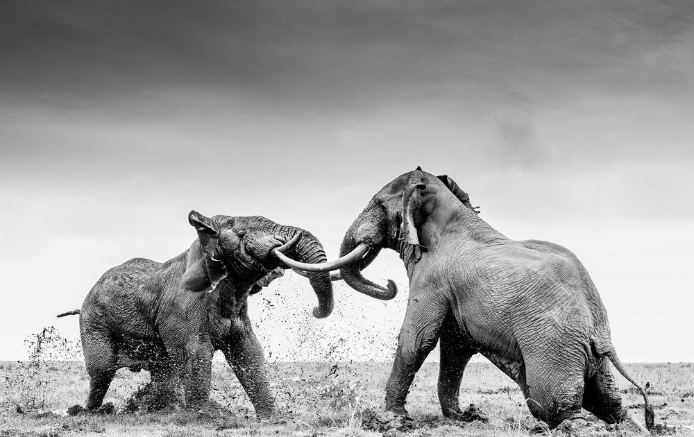 Te mostramos las imágenes ganadoras y finalistas del Nature Photographer of the Year, uno de los concursos de fotografía de naturaleza más importantes del planeta.