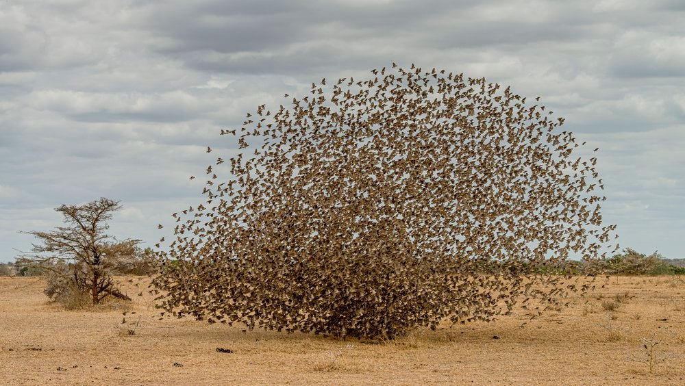 Te mostramos las imágenes ganadoras y finalistas del Nature Photographer of the Year, uno de los concursos de fotografía de naturaleza más importantes del planeta.