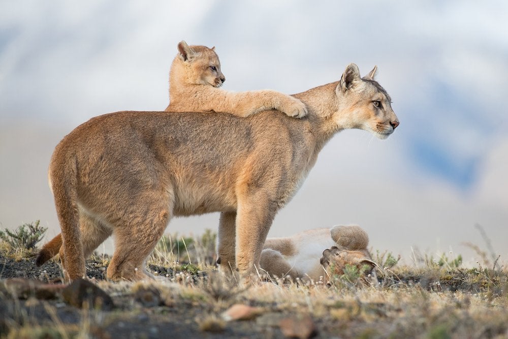 Te mostramos las imágenes ganadoras y finalistas del Nature Photographer of the Year, uno de los concursos de fotografía de naturaleza más importantes del planeta.