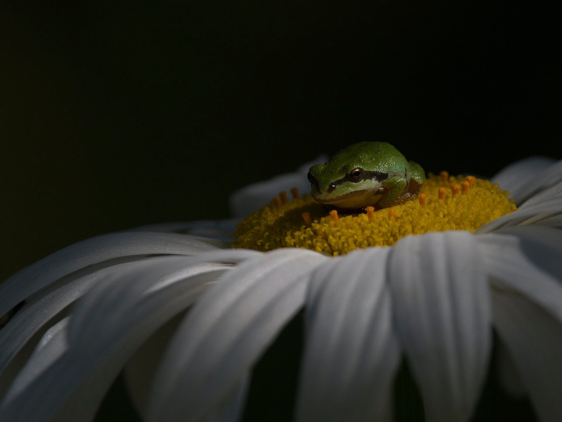 Te mostramos las imágenes ganadoras y finalistas del Nature Photographer of the Year, uno de los concursos de fotografía de naturaleza más importantes del planeta.