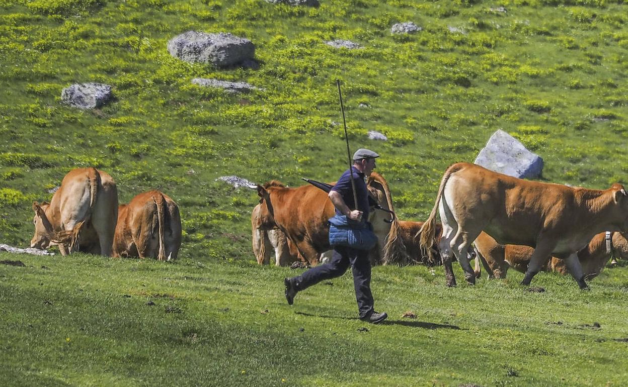 Pastoreo. Un ganadero cuida de su rebaño de vacas en el puerto de Sejos, en Cantabria. 