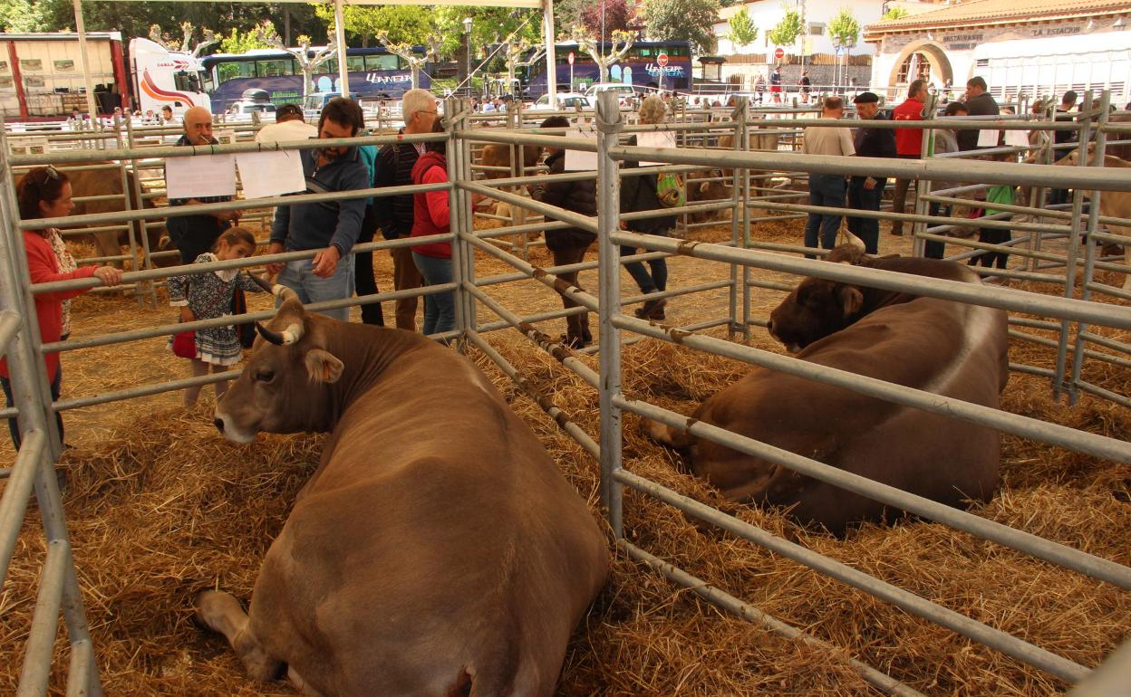 Ganado presente en el recinto ferial de La Serna, en la última edición celebrada en el año 2019. 