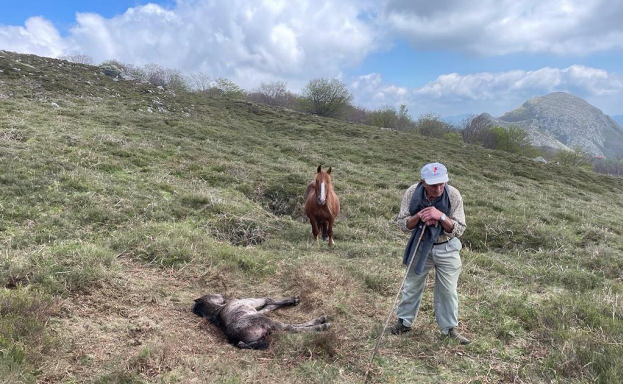 Francisco repone fuerzas mientras contempla a sus pies al potro que le ha matado el lobo y cuyo cadáver ha protegido la yegua 