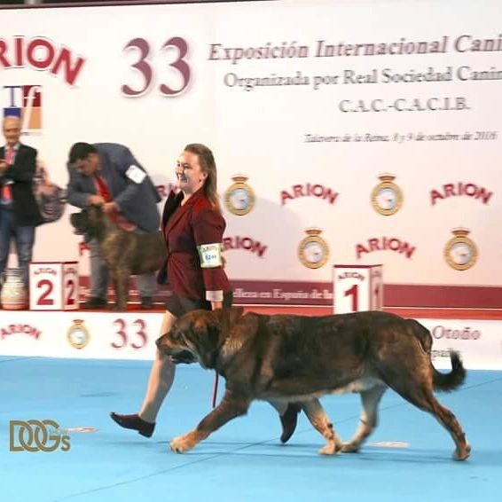 Fotos: Muere &#039;Ron&#039;, el mastín leonés campeón del mundo