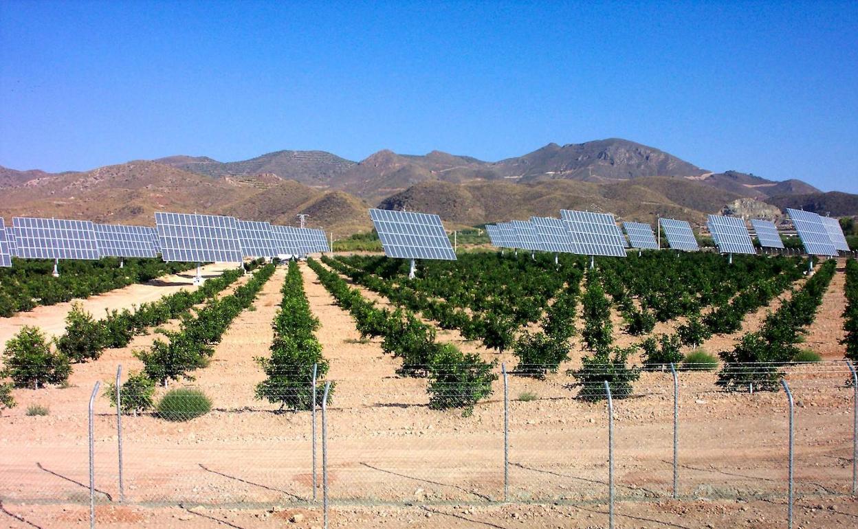 Las placas solares conviven con los cultivos de vid.