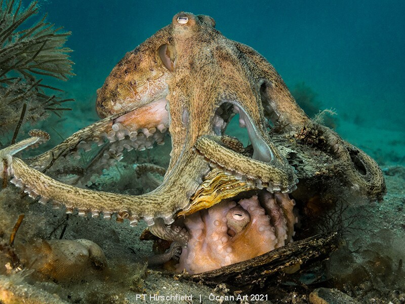 Fotos: Las imágenes submarinas más impactantes