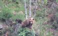 El oso pardo gana terreno