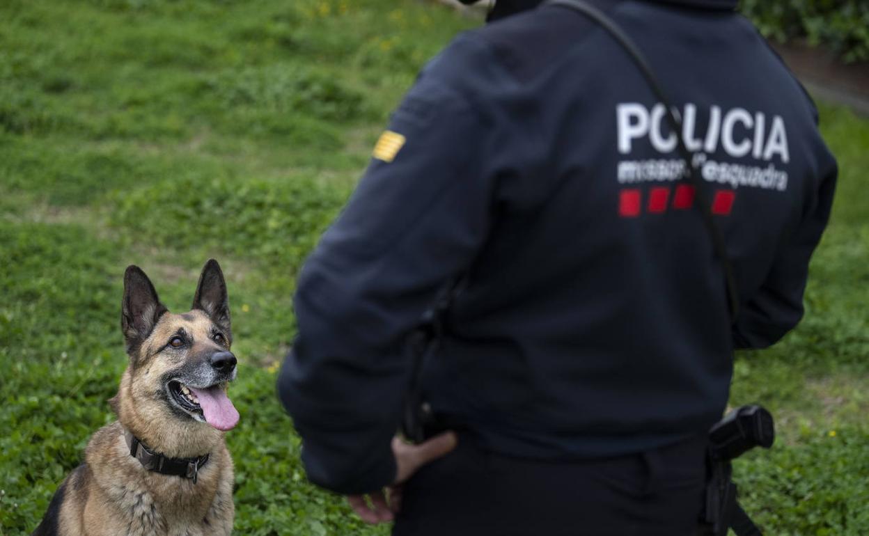 Un mosso con un perro miembro de la unidad canina.