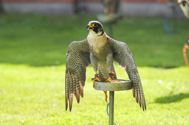 Los halcones, en plena faena, con el cetrero.