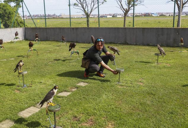 Los halcones, en plena faena, con el cetrero.