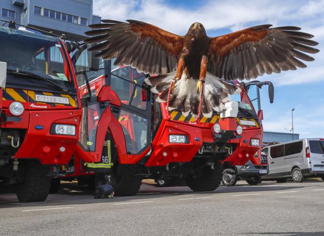 Los halcones, en plena faena, con el cetrero.