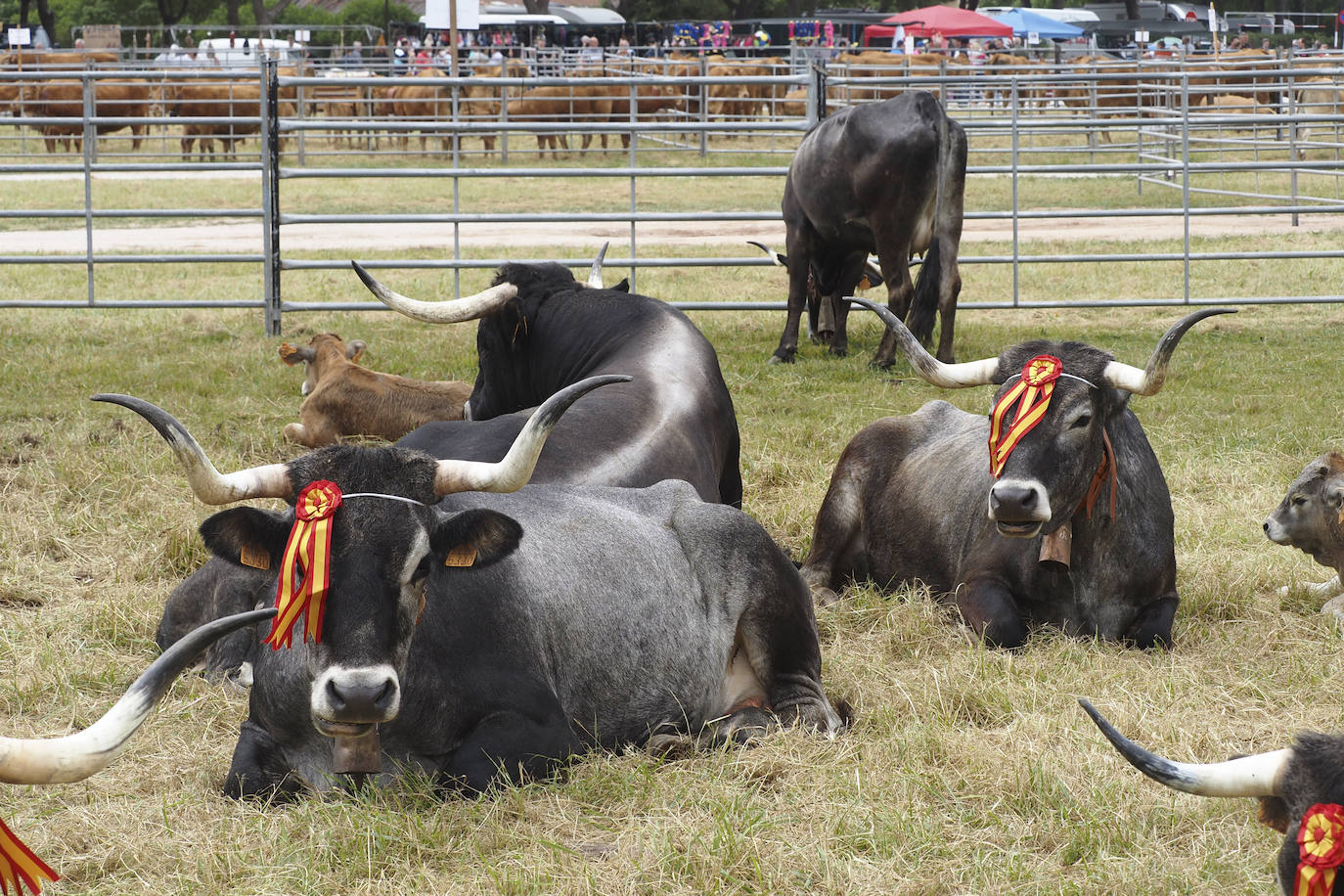 La villa acoge este fin de semana los actos, con feria ganadera incluida, que tradicionalmente se celebran en enero y que fueron aplazados por la pandemia