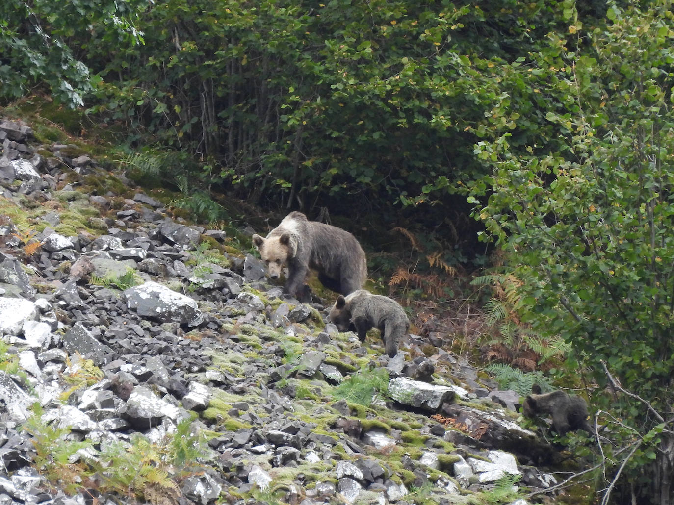 Aunque al avistamiento de osos en libertad no es tarea fácil y cuando se tiene suerte hay que hacerlo a una distancia entre 500 y 2.000 metros apreciando unas pequeñas motitas que se mueven entre roquedos y bosques, en la excursión se pueden apreciar otros animales como el gato montés, venados y rebecos, el esquivo urogallo, el águila real y el quebrantahuesos, y con suerte algún lobo o zorro. Por supuesto, no faltan las razas domésticas autóctonas como el caballo asturcón o la vaca carreñana, vigilados de cerca por los pacientes vaqueiros. Pero tal vez lo mejor de esta visita a la Cordillera Cantábrica sea el escenario en que todos esos animales caminan o vuelan porque aquí se encuentran también 142 especies de mariposas, dos tercios del total que hay en España.