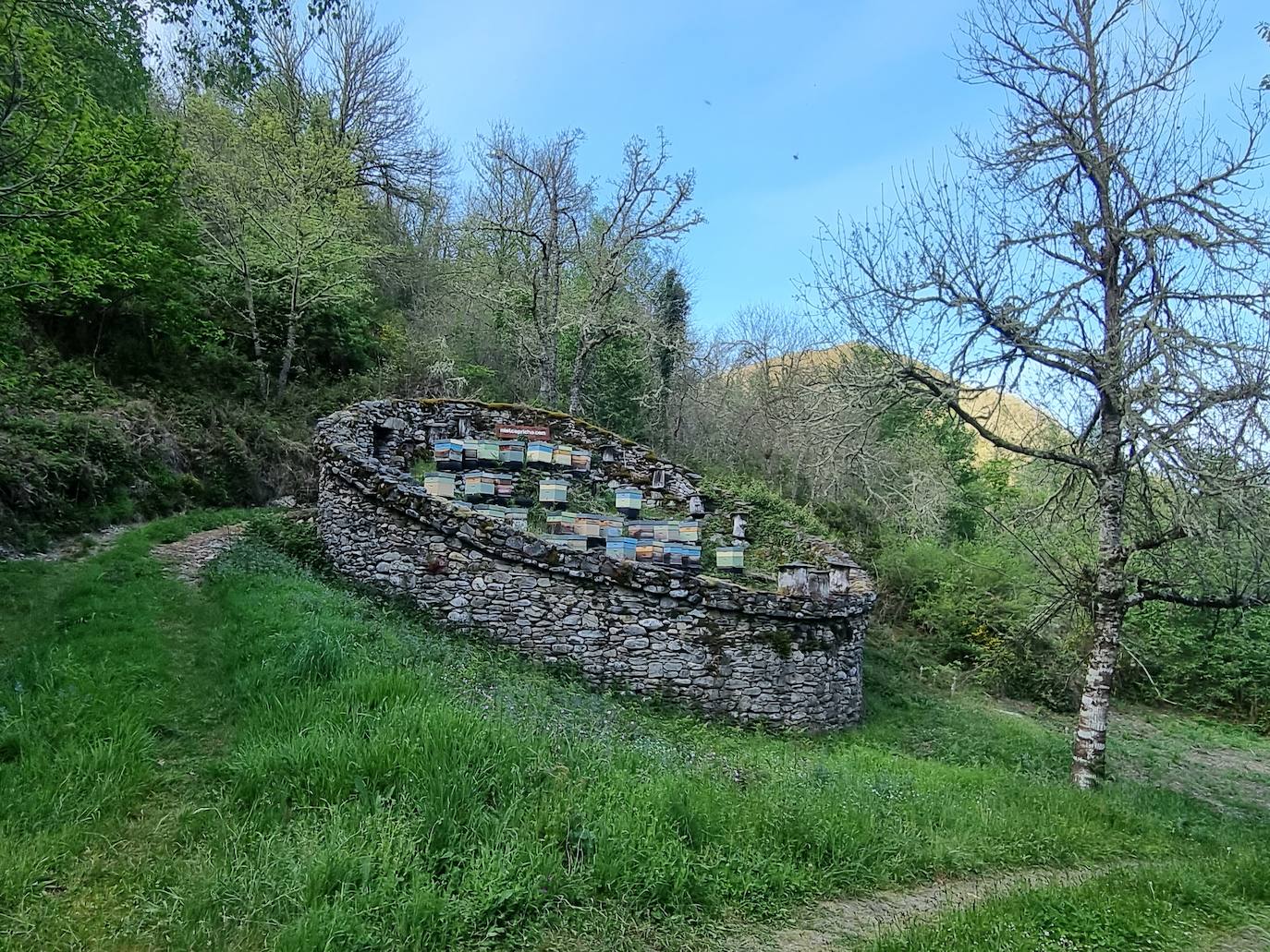 Aunque al avistamiento de osos en libertad no es tarea fácil y cuando se tiene suerte hay que hacerlo a una distancia entre 500 y 2.000 metros apreciando unas pequeñas motitas que se mueven entre roquedos y bosques, en la excursión se pueden apreciar otros animales como el gato montés, venados y rebecos, el esquivo urogallo, el águila real y el quebrantahuesos, y con suerte algún lobo o zorro. Por supuesto, no faltan las razas domésticas autóctonas como el caballo asturcón o la vaca carreñana, vigilados de cerca por los pacientes vaqueiros. Pero tal vez lo mejor de esta visita a la Cordillera Cantábrica sea el escenario en que todos esos animales caminan o vuelan porque aquí se encuentran también 142 especies de mariposas, dos tercios del total que hay en España.