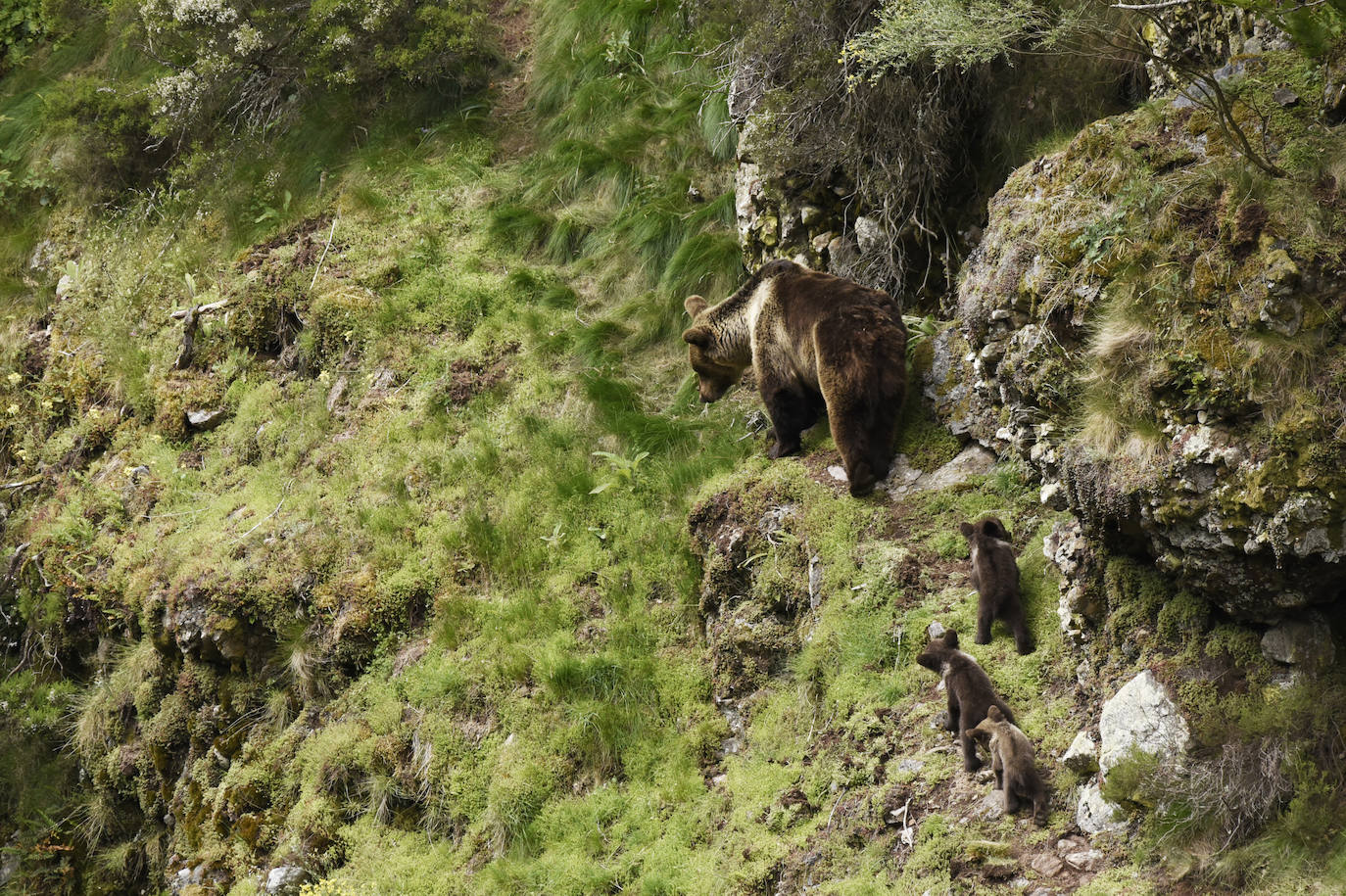 Aunque al avistamiento de osos en libertad no es tarea fácil y cuando se tiene suerte hay que hacerlo a una distancia entre 500 y 2.000 metros apreciando unas pequeñas motitas que se mueven entre roquedos y bosques, en la excursión se pueden apreciar otros animales como el gato montés, venados y rebecos, el esquivo urogallo, el águila real y el quebrantahuesos, y con suerte algún lobo o zorro. Por supuesto, no faltan las razas domésticas autóctonas como el caballo asturcón o la vaca carreñana, vigilados de cerca por los pacientes vaqueiros. Pero tal vez lo mejor de esta visita a la Cordillera Cantábrica sea el escenario en que todos esos animales caminan o vuelan porque aquí se encuentran también 142 especies de mariposas, dos tercios del total que hay en España.