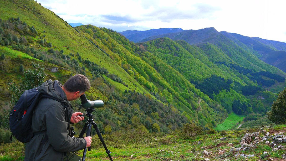 Aunque al avistamiento de osos en libertad no es tarea fácil y cuando se tiene suerte hay que hacerlo a una distancia entre 500 y 2.000 metros apreciando unas pequeñas motitas que se mueven entre roquedos y bosques, en la excursión se pueden apreciar otros animales como el gato montés, venados y rebecos, el esquivo urogallo, el águila real y el quebrantahuesos, y con suerte algún lobo o zorro. Por supuesto, no faltan las razas domésticas autóctonas como el caballo asturcón o la vaca carreñana, vigilados de cerca por los pacientes vaqueiros. Pero tal vez lo mejor de esta visita a la Cordillera Cantábrica sea el escenario en que todos esos animales caminan o vuelan porque aquí se encuentran también 142 especies de mariposas, dos tercios del total que hay en España.