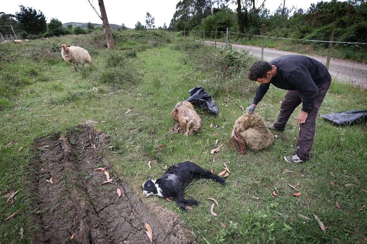 El hijo del propietario de las ovejas recoge los cadáveres de los animales abatidos por el lobo.