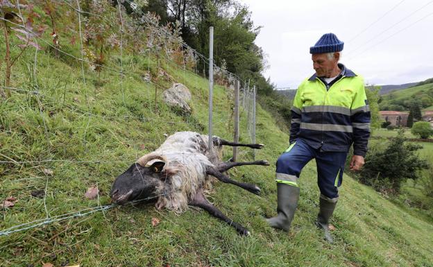 Imagen principal - 1. Un ganadero de Treceño con uno de sus animales, atacado por lobos el pasado mes de abril. | 2. Un ejemplar de lobo en territorio cántabro. | 3. Ganaderos atienden a un potro atacado en Mazcuerras.