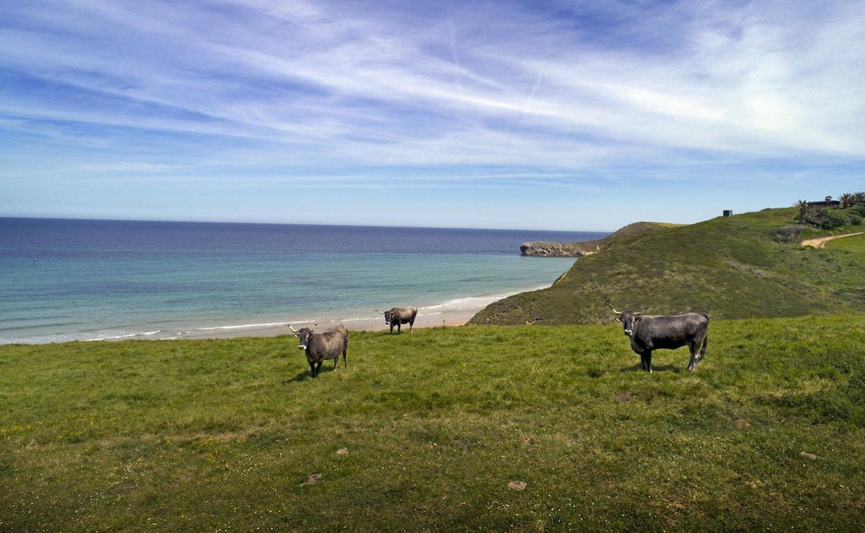 Mar y tierra. javier rosendo