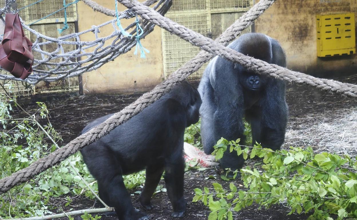 En recuperación: El gorila macho, Niky, junto a Chelewa, una de las hembras que también ha dado positivo en covid, en el recinto que comparten.