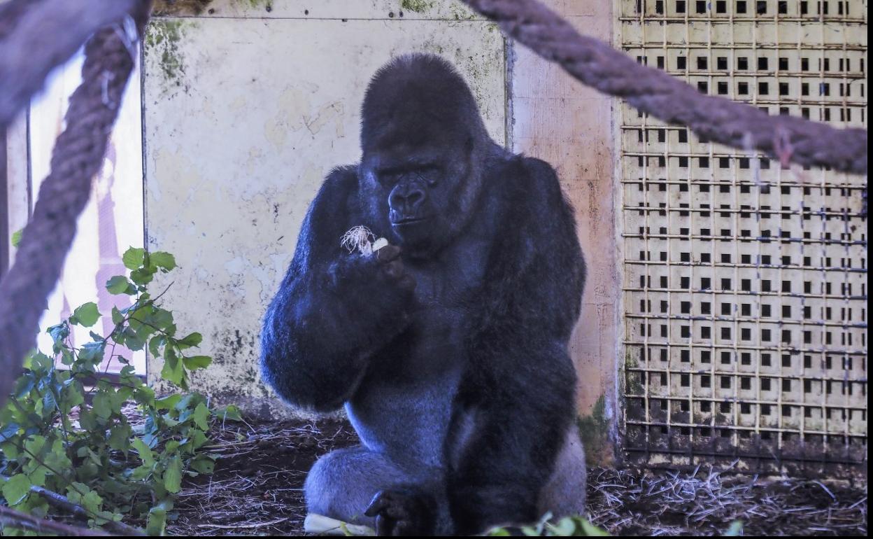 Niky, el gorila macho de Cabárceno, se recupera del covid. 