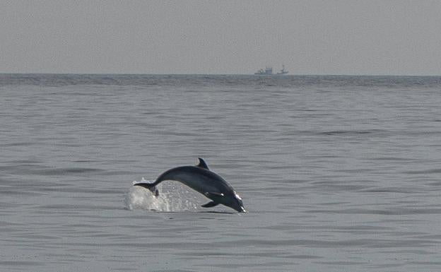 Los delfines llegaron por la mañana a las playas de El Sardinero y por la tarde se dejaron ver en Canallave. 