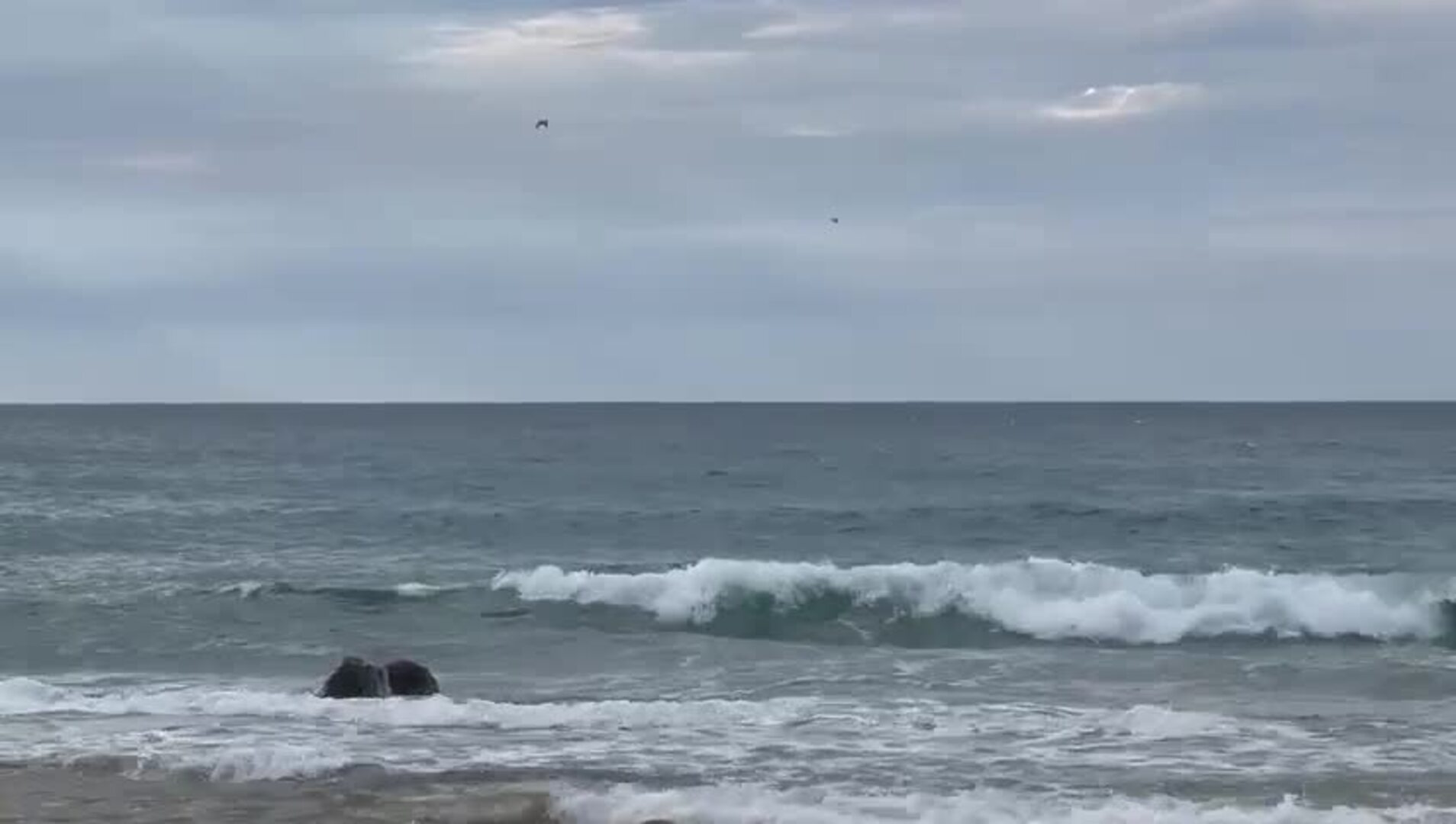 Un grupo de delfines salta sobre las olas de Canallave