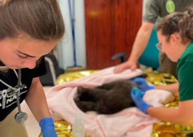 Imagen secundaria 1 - Un osezno hallado en León será trasladado al Centro de Recuperación de Fauna de Villaescusa