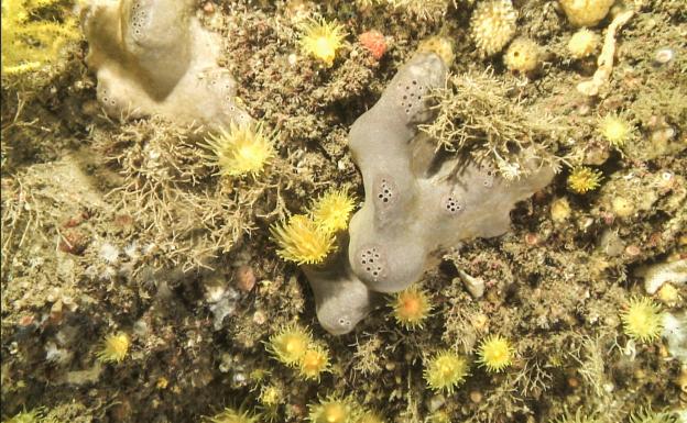 Coral solitario amarillo y esponjas orejas de elefante. 