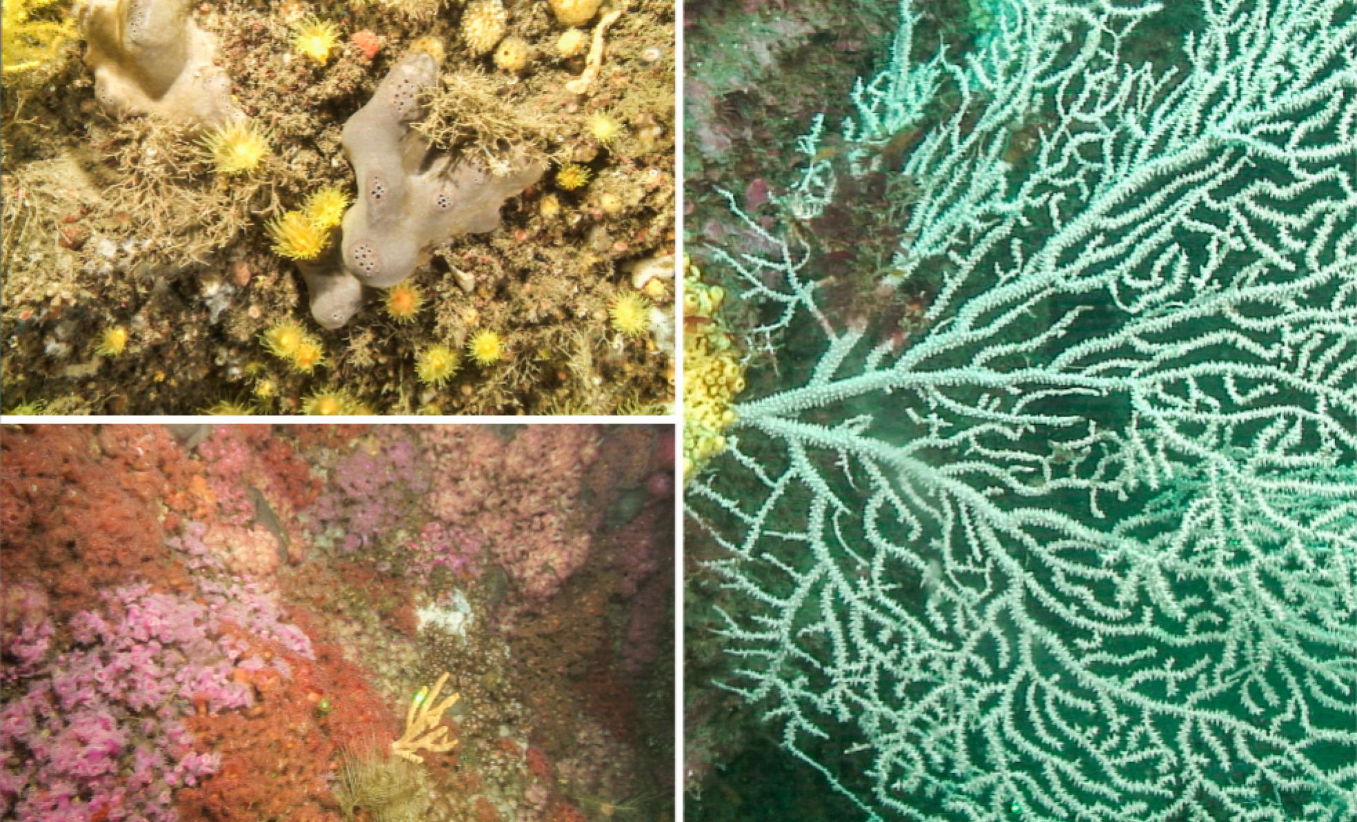 A la derecha. una gran gorgonia blanca. Arriba, coral solitario amarillo y esponjas orejas de elefante. Y abajo, fondos tapizados por corales joya de varios colores. 