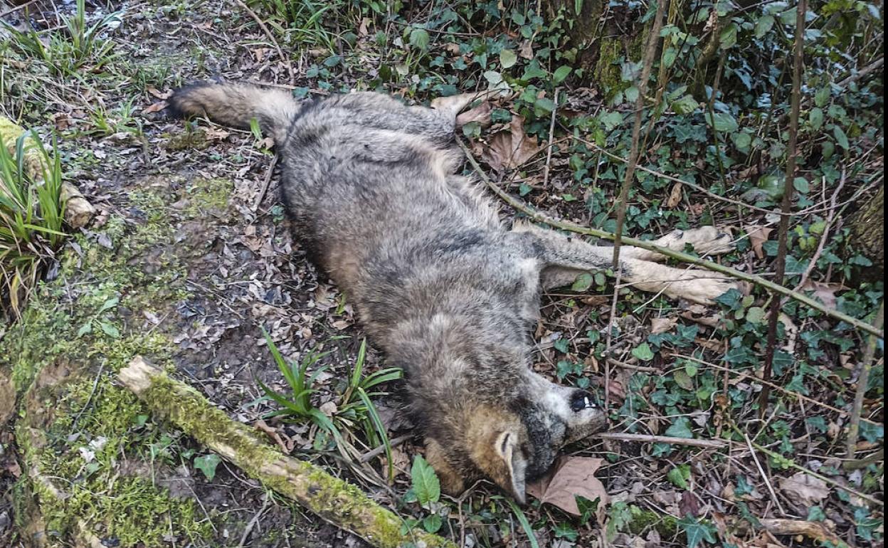 Imagen del lobo encontrado en Riocorvo con un disparo.