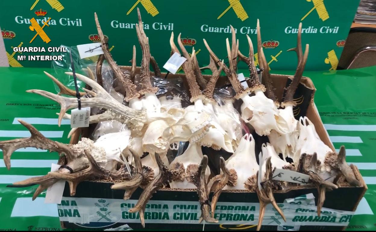 Cabezas de corzos intervenidas en la taxidermia de Burgos.