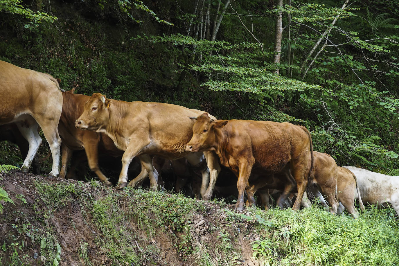 El ganado subiendo a los campos del puerto de Sejos. 