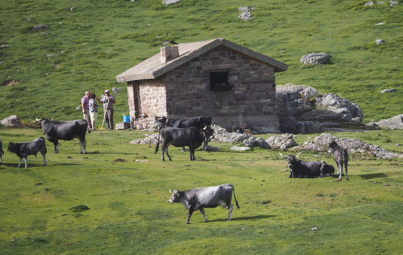 El ganado ya pasta en los campos del puerto de Sejos. 