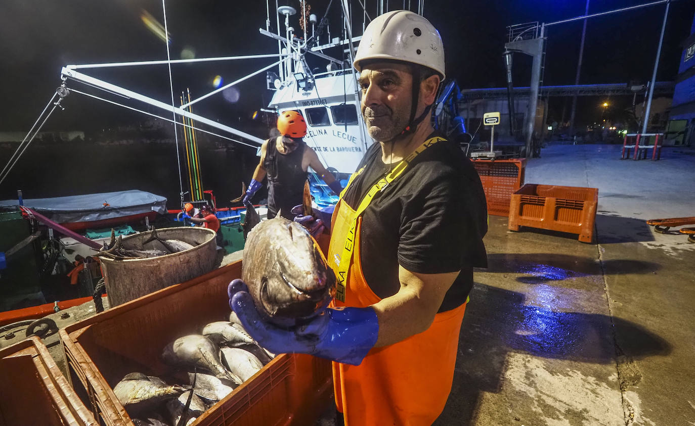 Fotos: Descarga de bonito en Santoña y subasta en la lonja de Laredo