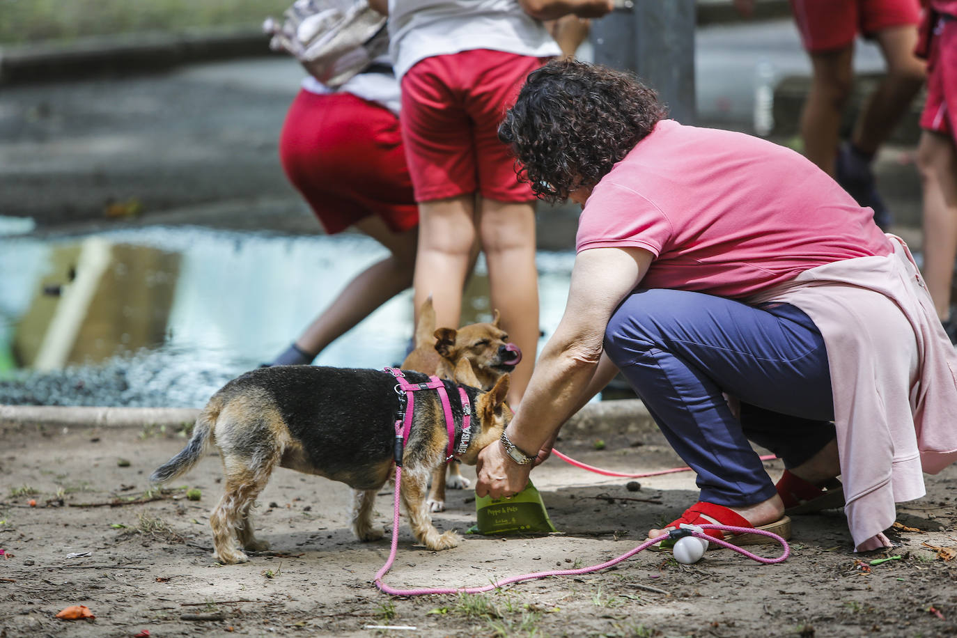 Un perro bebe agua de una bolsa.