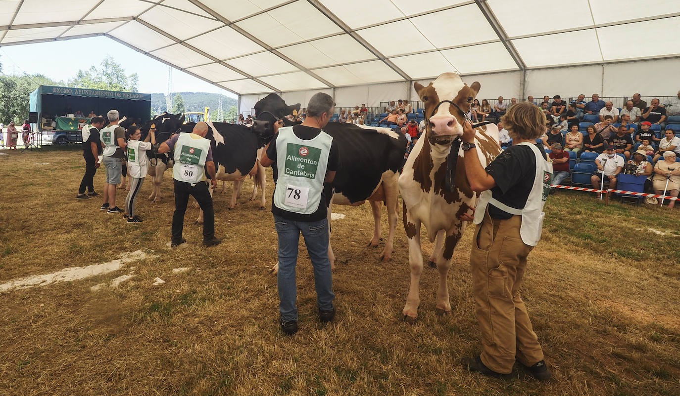 Este domingo se ha celebrado la 145 edición del Concurso-exposición del ganado vacuno frisón de San Antonio, en Renedo de Piélagos, que ha contado con la participación de 46 animales procedentes de 10 ganaderías de la región. En este marco, se han otorgado los premios más relevantes, incluso el de 'Gran Vaca Campeona', que en esta ocasión ha recaído en la ganadería Llera Her S.C, de Valdáliga. La feria forma parte de las actividades que se han celebrado en el municipio para celebrar la festividad de San Antonio, entre las que también destaca un concurso monográfico de mastín español; la feria agroalimentaria Gran Fiesta de la Leche, arrastre de bueyes y un espectáculo ecuestre.