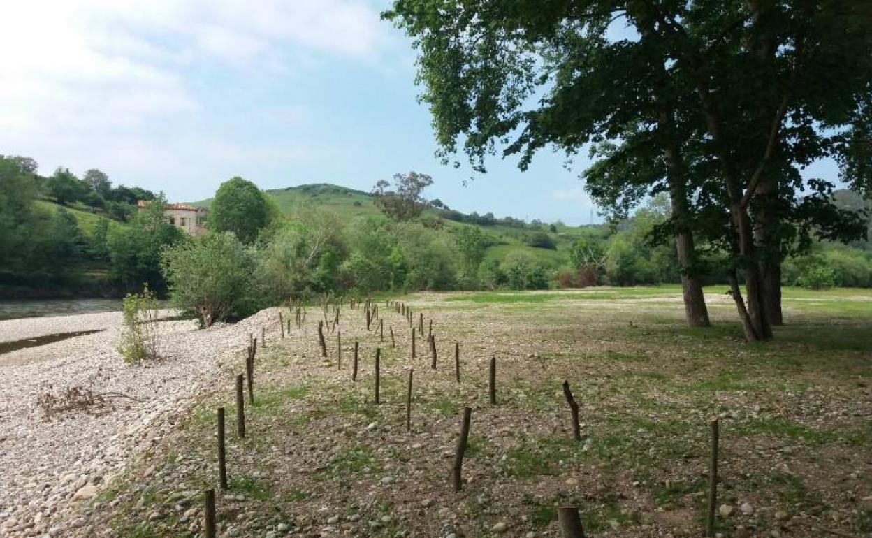 Estado en el que ha quedado tras las restauración de la CHC la ribera del Deva en Molleda. 