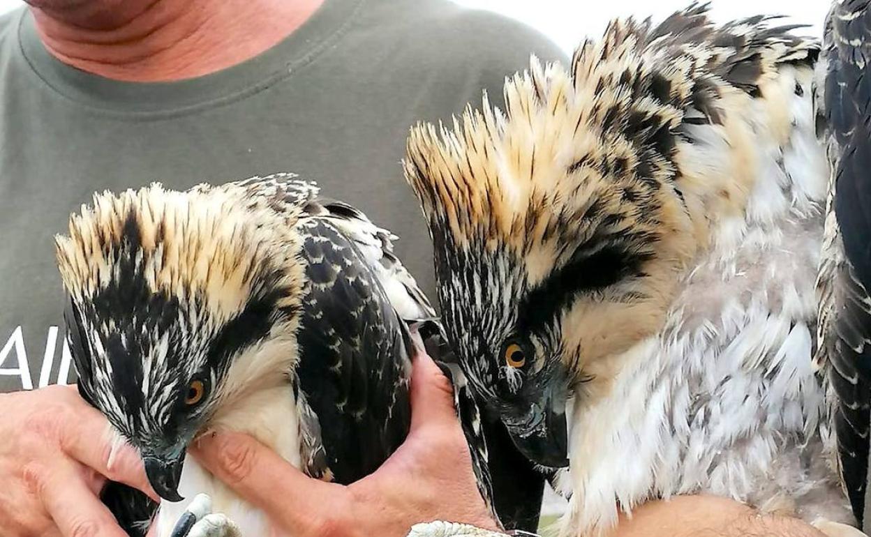 Las pequeñas águilas pescadoras se llamarán Miera y Mouro | El Diario  Montañés