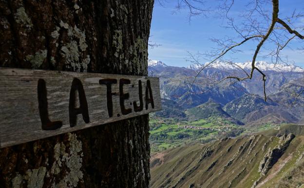 Un fresno solitario en el camino, planatdo observando los Picos y Alles, sirve como referencia de paso para guíar nuestros pasos hasta la collada que hace de divisoria entre las dos vertientes del Cuera