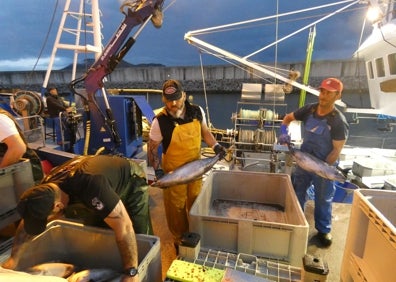 Imagen secundaria 1 - Los ejemplares pescados uno a uno de forma artesanal se seleccionan fuera del barco antes de la subasta 