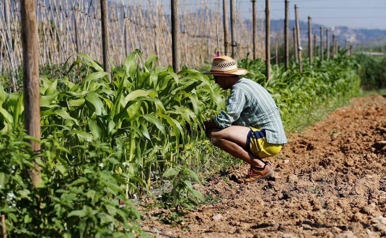 La producción de fertilizantes, una oportunidad tras la guerra de Ucrania y las sanciones a Rusia, el mayor productor del mundo.